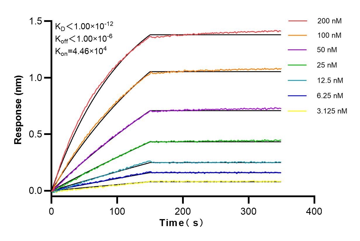 Affinity and Kinetic Characterization of 83693-3-RR