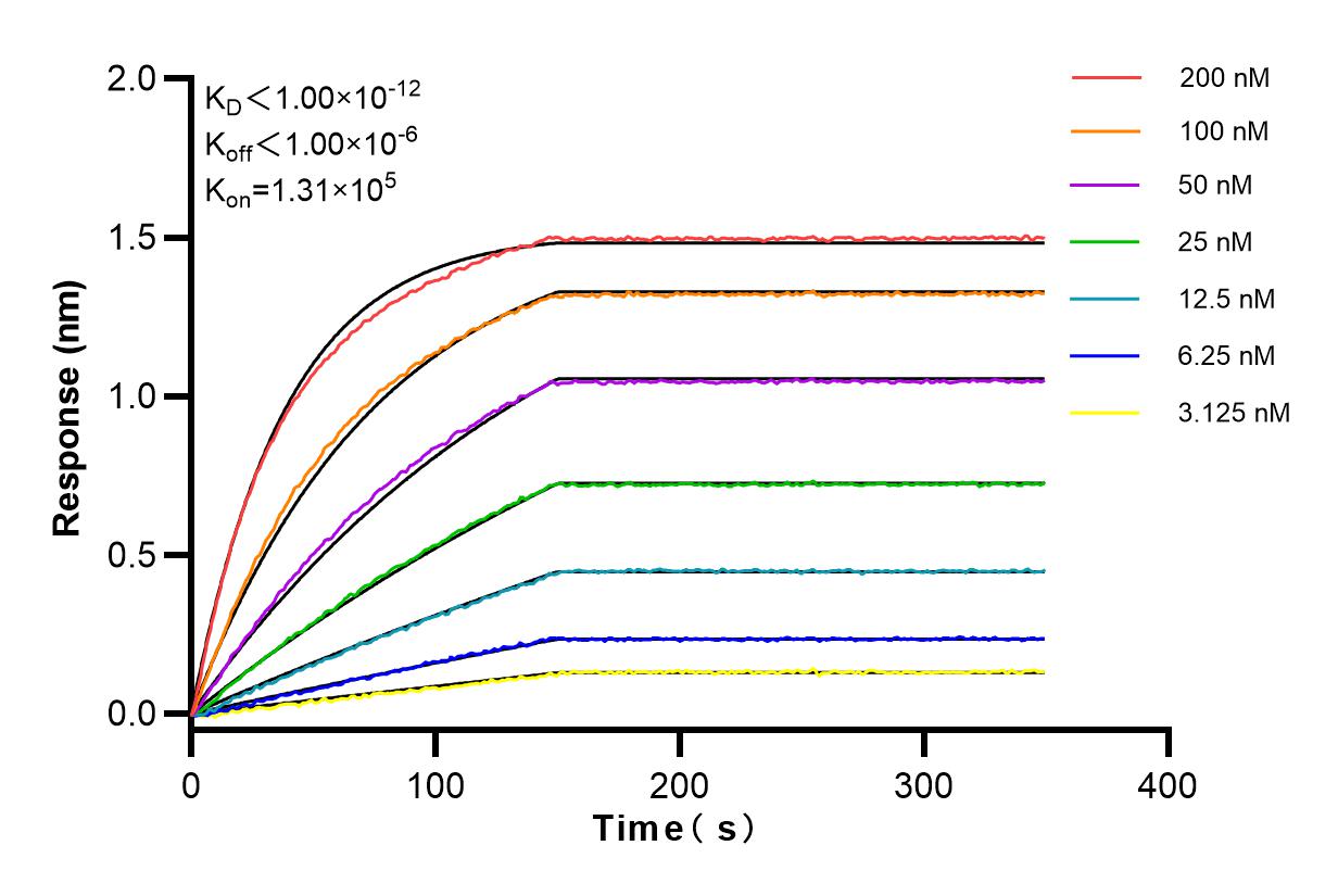 Affinity and Kinetic Characterization of 83695-1-RR