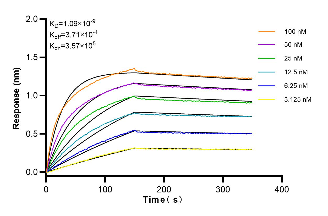 Affinity and Kinetic Characterization of 83696-3-RR