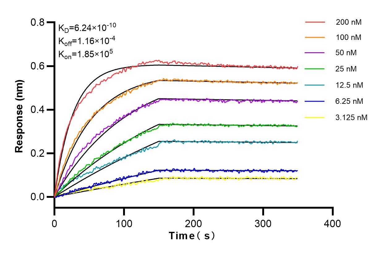 Affinity and Kinetic Characterization of 83707-2-RR