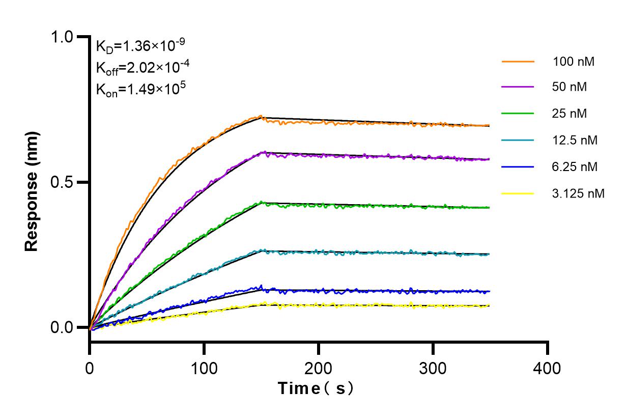 Affinity and Kinetic Characterization of 83712-1-RR