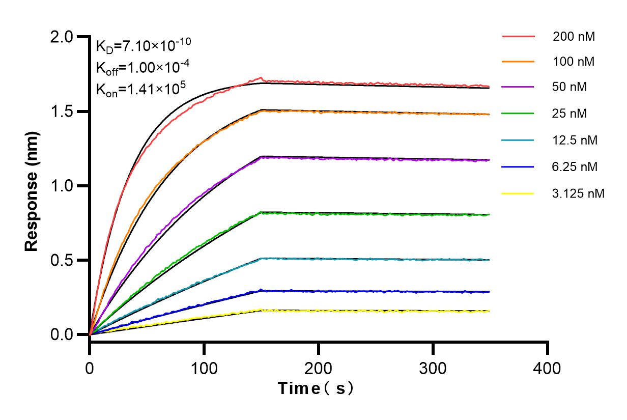 Affinity and Kinetic Characterization of 83715-1-RR