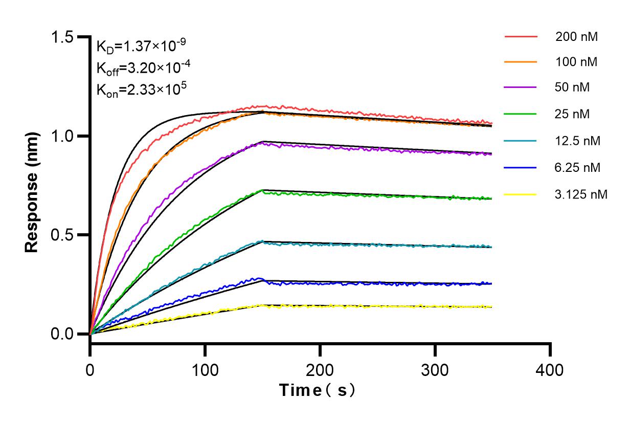 Affinity and Kinetic Characterization of 83729-3-RR