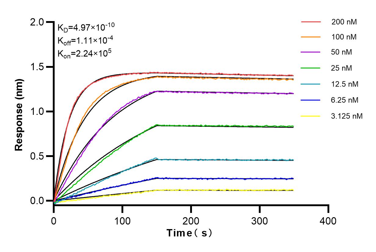 Affinity and Kinetic Characterization of 83729-5-RR