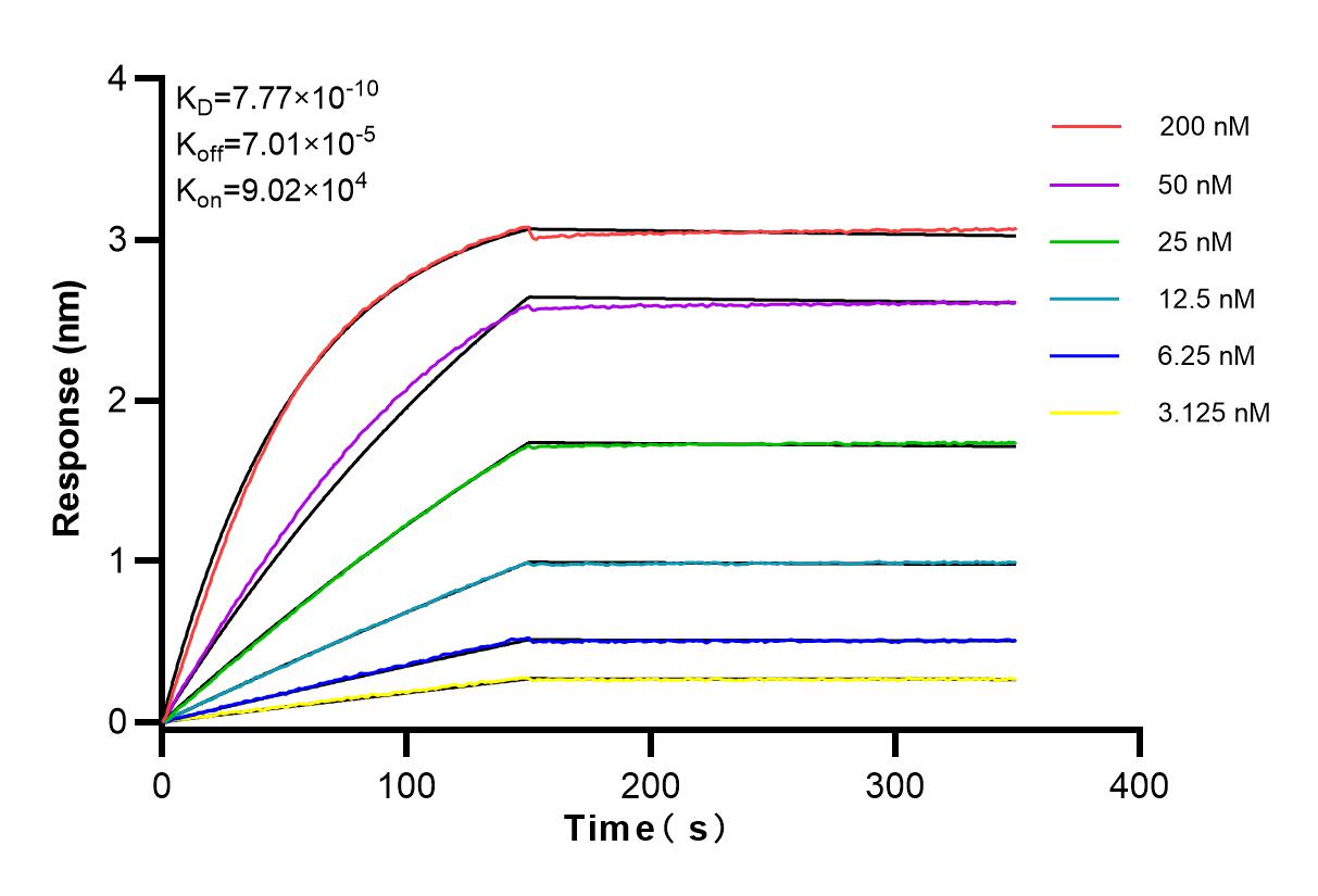 Affinity and Kinetic Characterization of 83731-1-RR