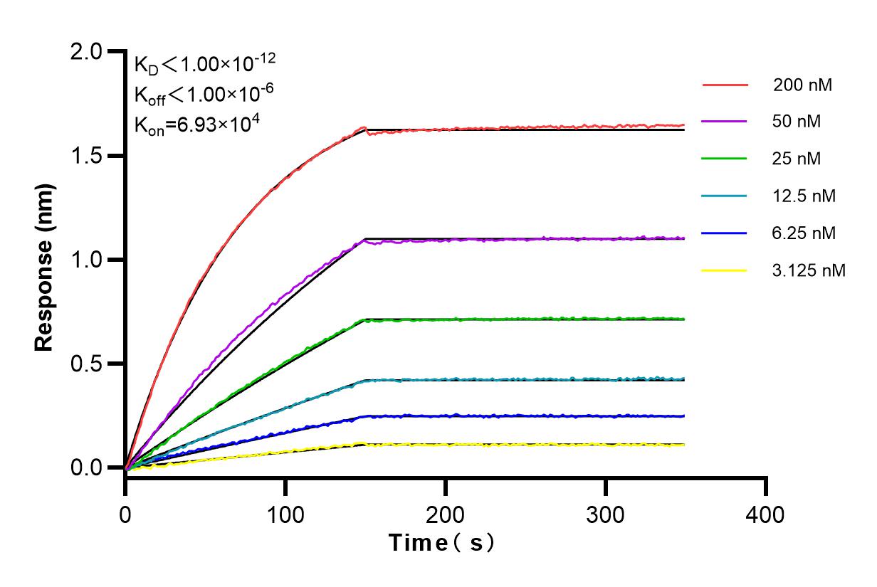 Affinity and Kinetic Characterization of 83731-2-RR