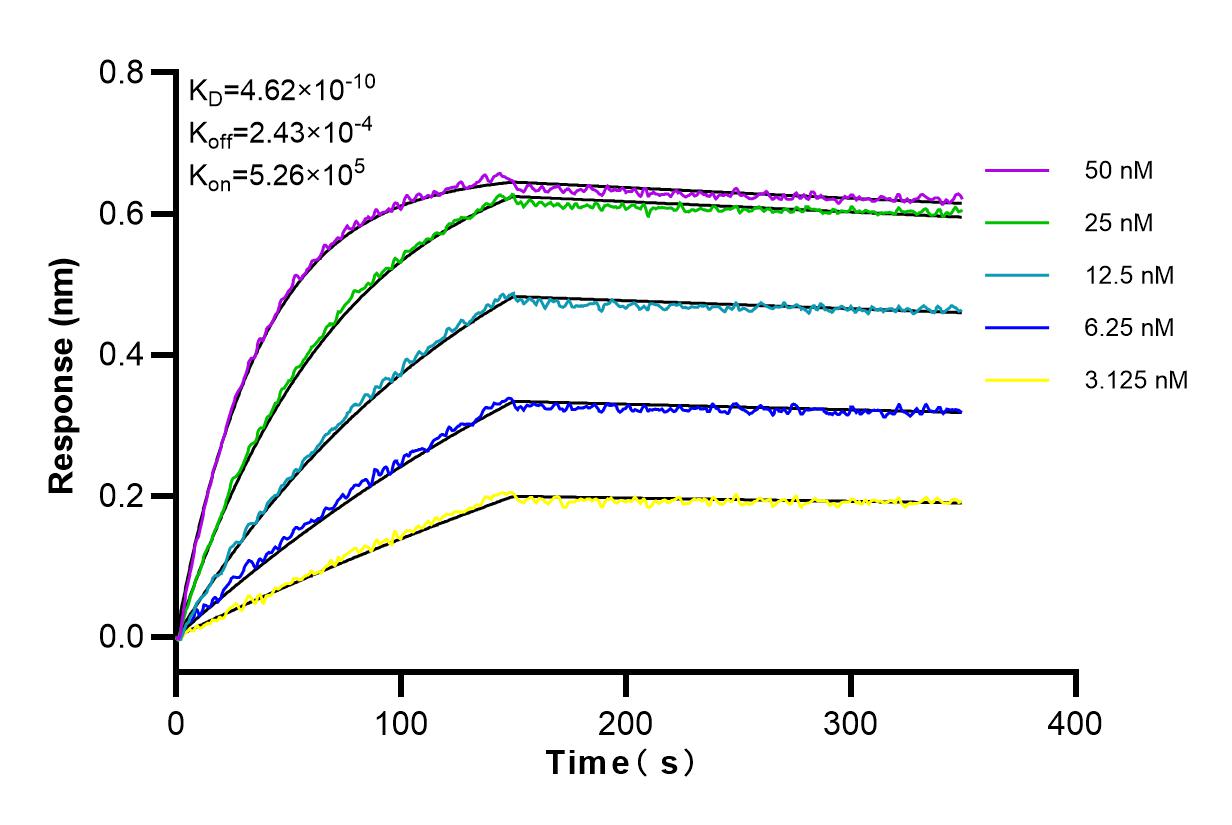 Affinity and Kinetic Characterization of 83733-3-RR