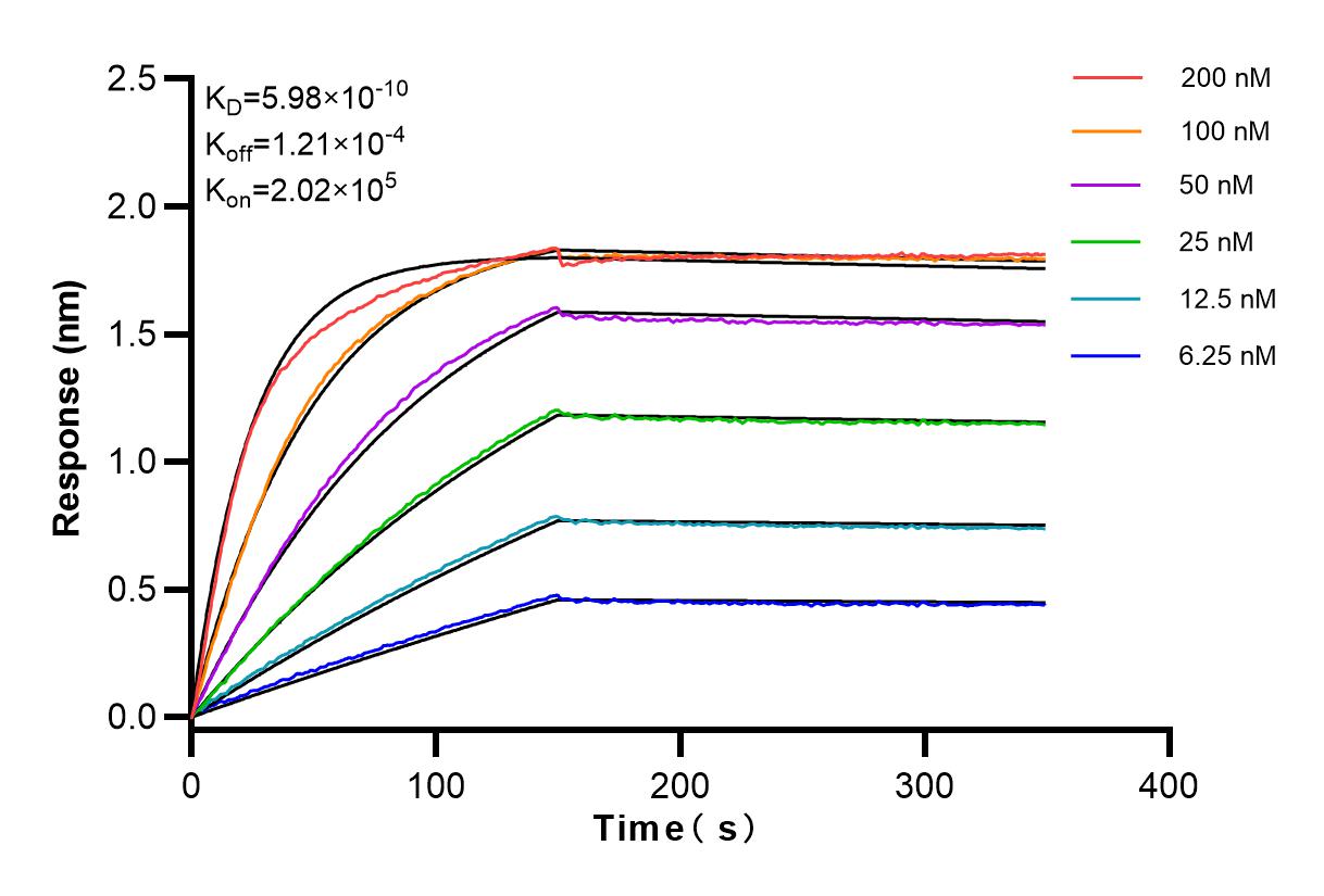 Affinity and Kinetic Characterization of 83734-2-RR