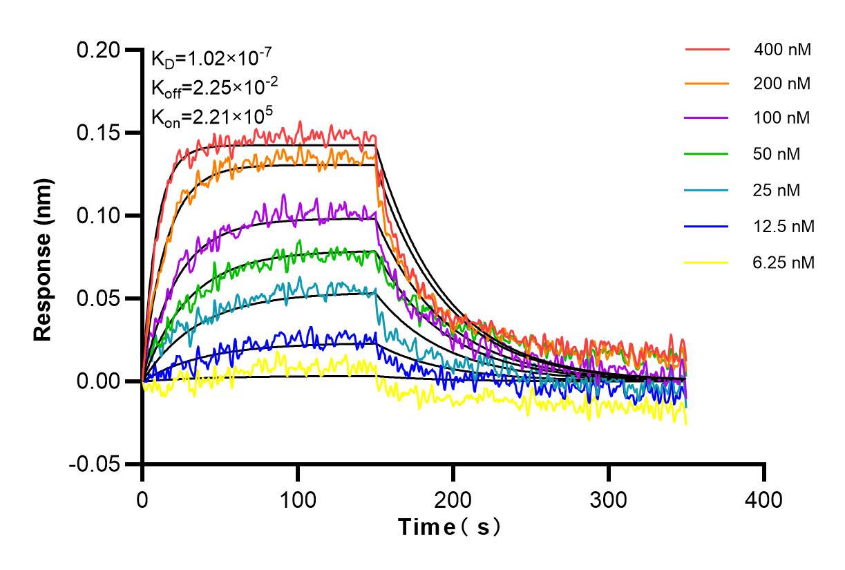 Affinity and Kinetic Characterization of 83755-2-RR