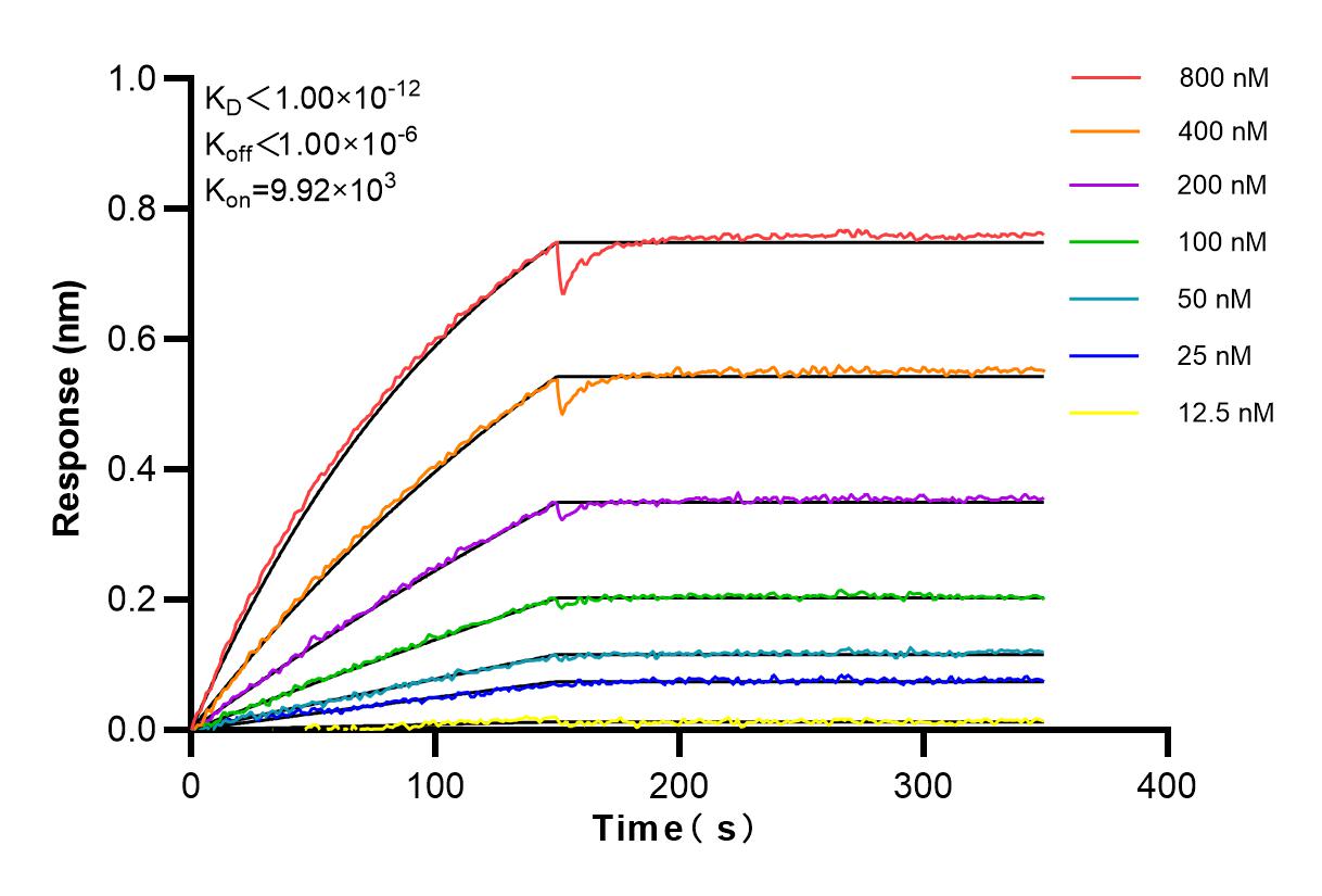 Affinity and Kinetic Characterization of 83770-5-RR