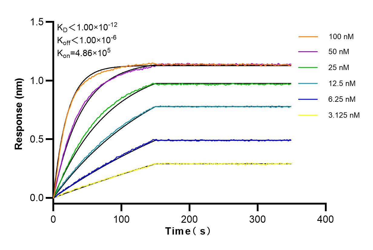 Affinity and Kinetic Characterization of 83771-5-RR