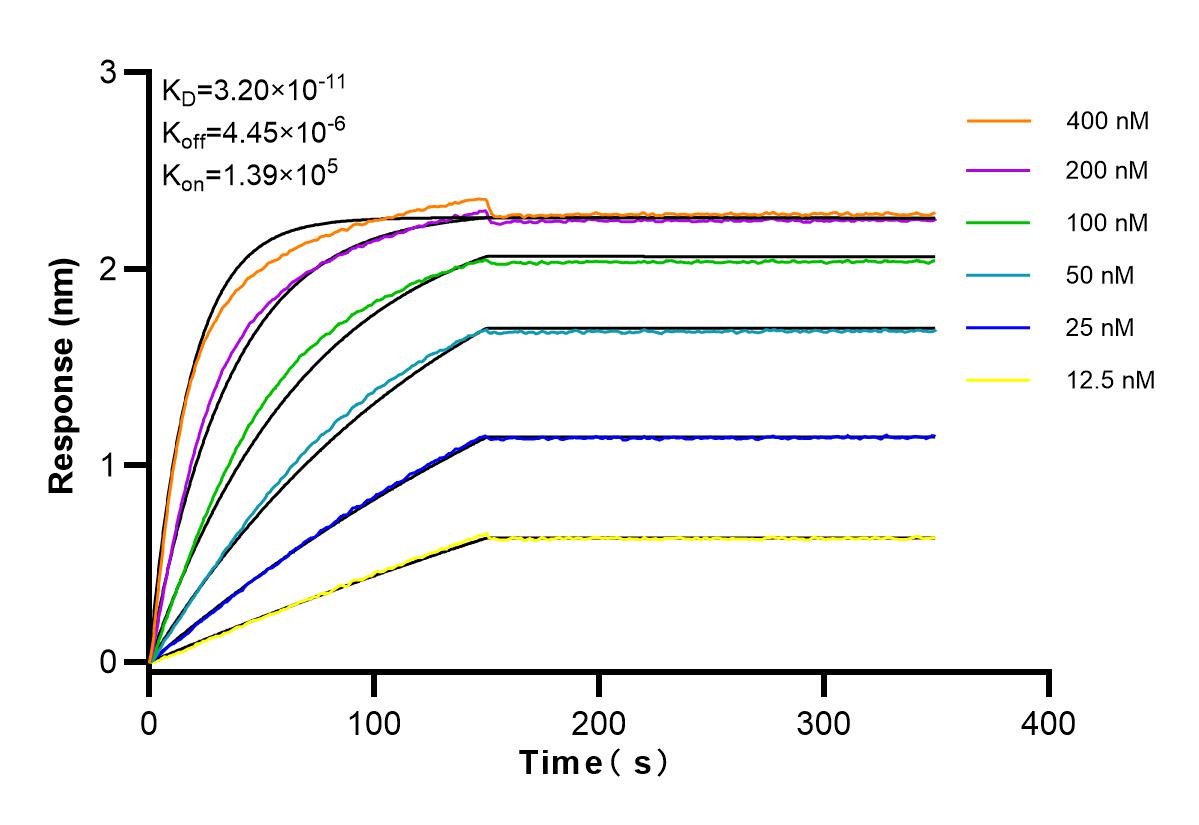 Affinity and Kinetic Characterization of 83772-5-RR