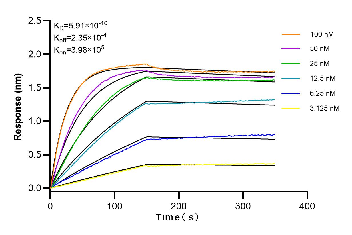 Affinity and Kinetic Characterization of 83787-5-RR