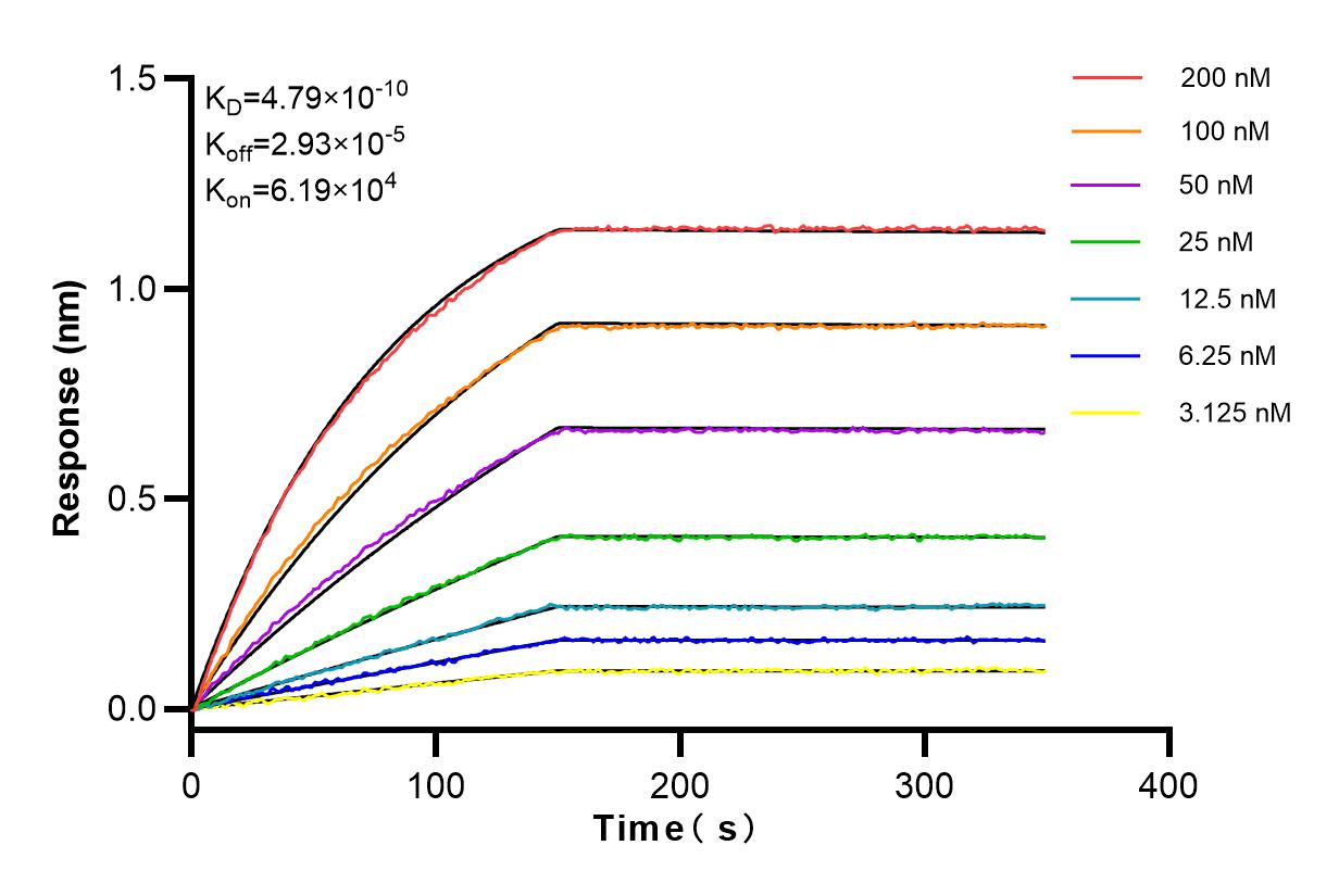 Affinity and Kinetic Characterization of 83802-4-RR