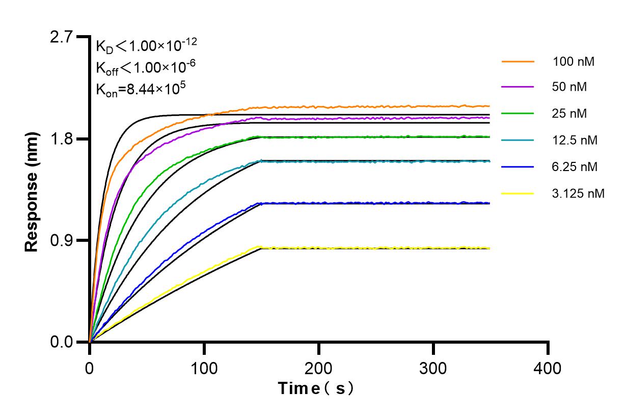 Affinity and Kinetic Characterization of 83804-6-RR