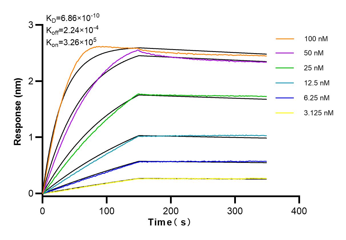 Affinity and Kinetic Characterization of 83808-1-RR