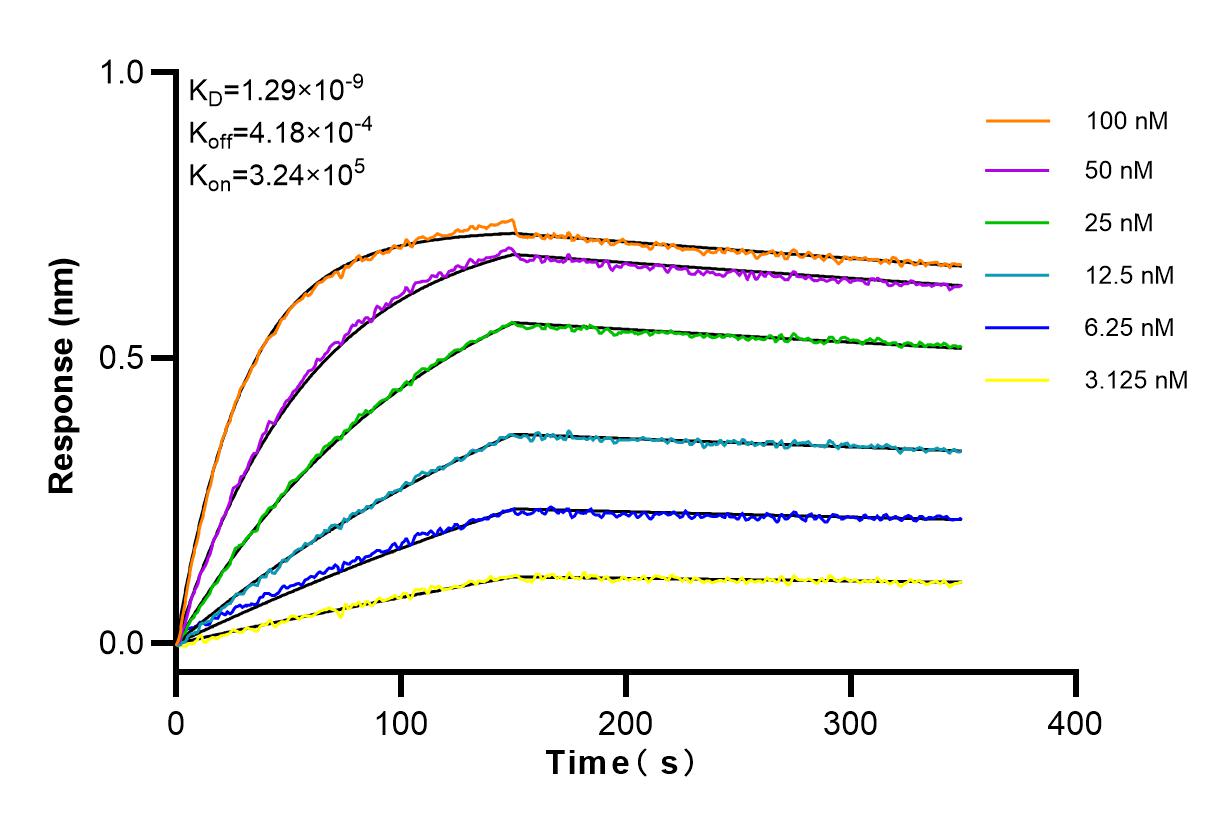 Affinity and Kinetic Characterization of 83822-2-RR