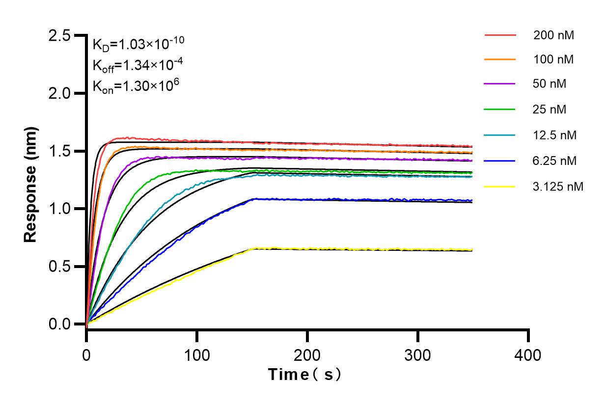 Affinity and Kinetic Characterization of 83836-2-RR