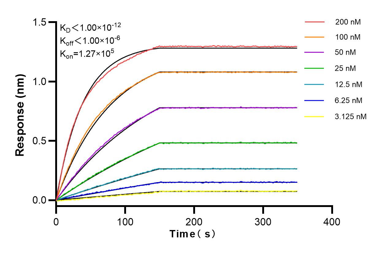 Affinity and Kinetic Characterization of 83849-3-RR