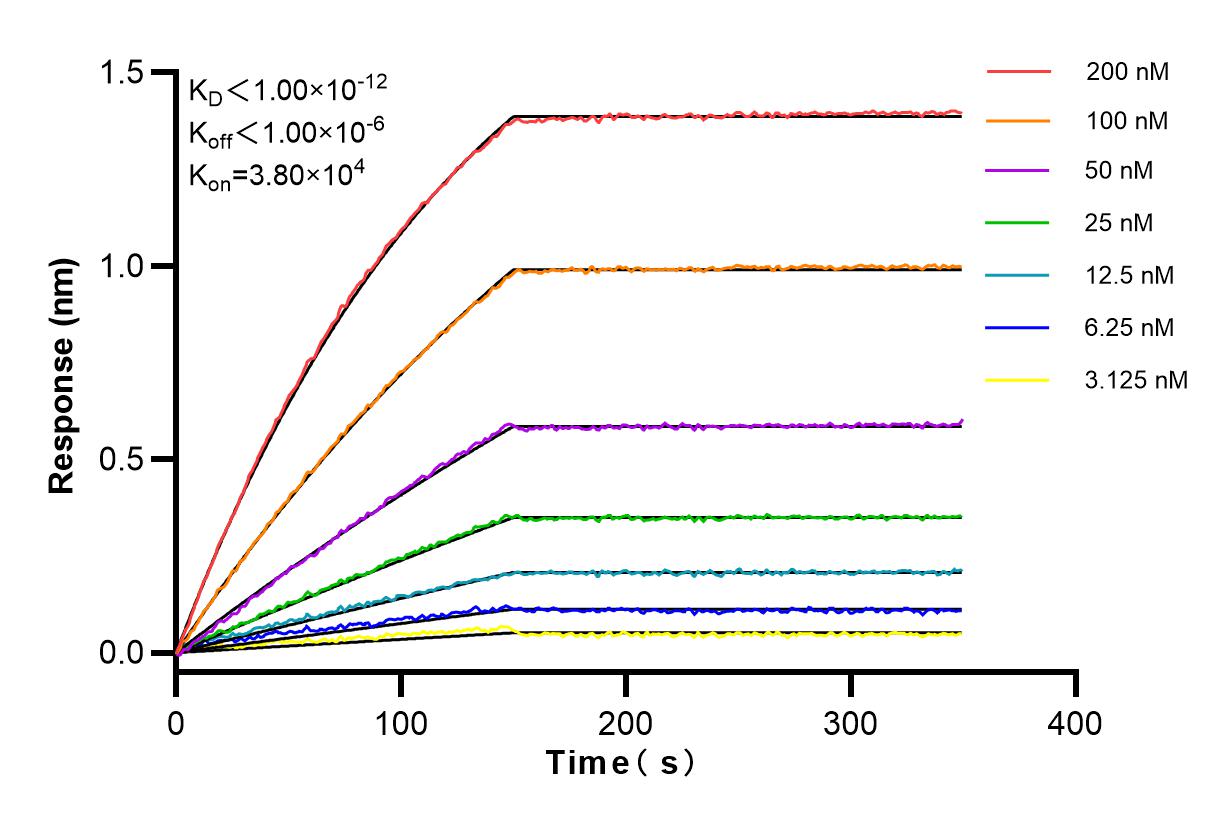 Affinity and Kinetic Characterization of 83856-5-RR