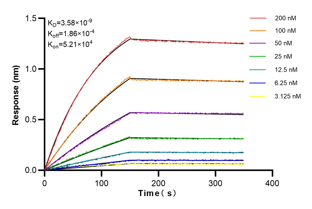 Affinity and Kinetic Characterization of 83858-3-RR