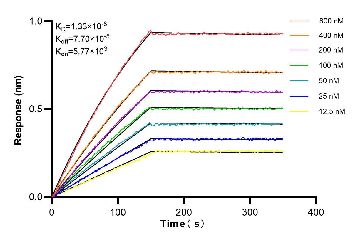 Affinity and Kinetic Characterization of 83862-1-RR