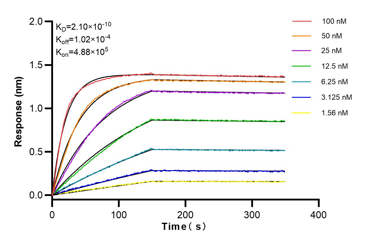 Affinity and Kinetic Characterization of 83867-1-RR