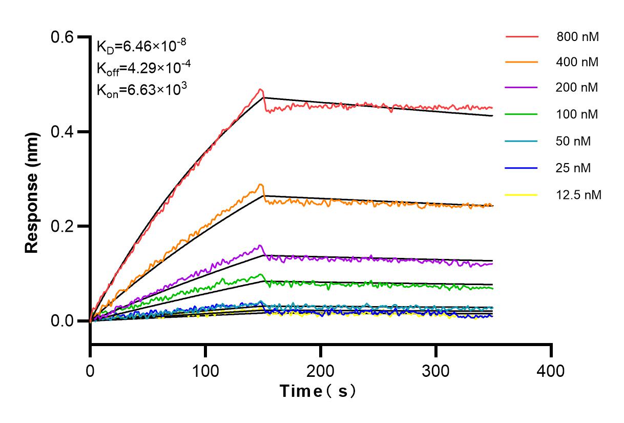 Affinity and Kinetic Characterization of 83870-1-RR