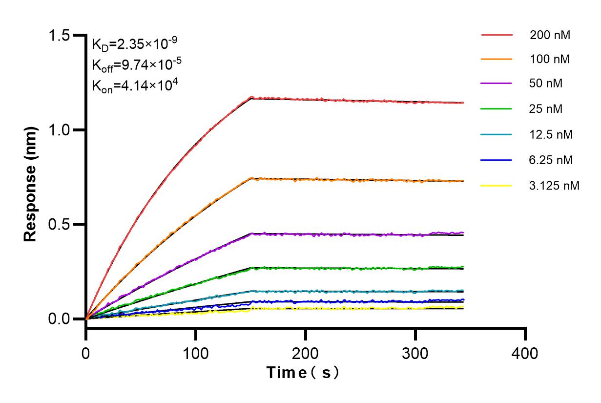 Affinity and Kinetic Characterization of 83881-2-RR