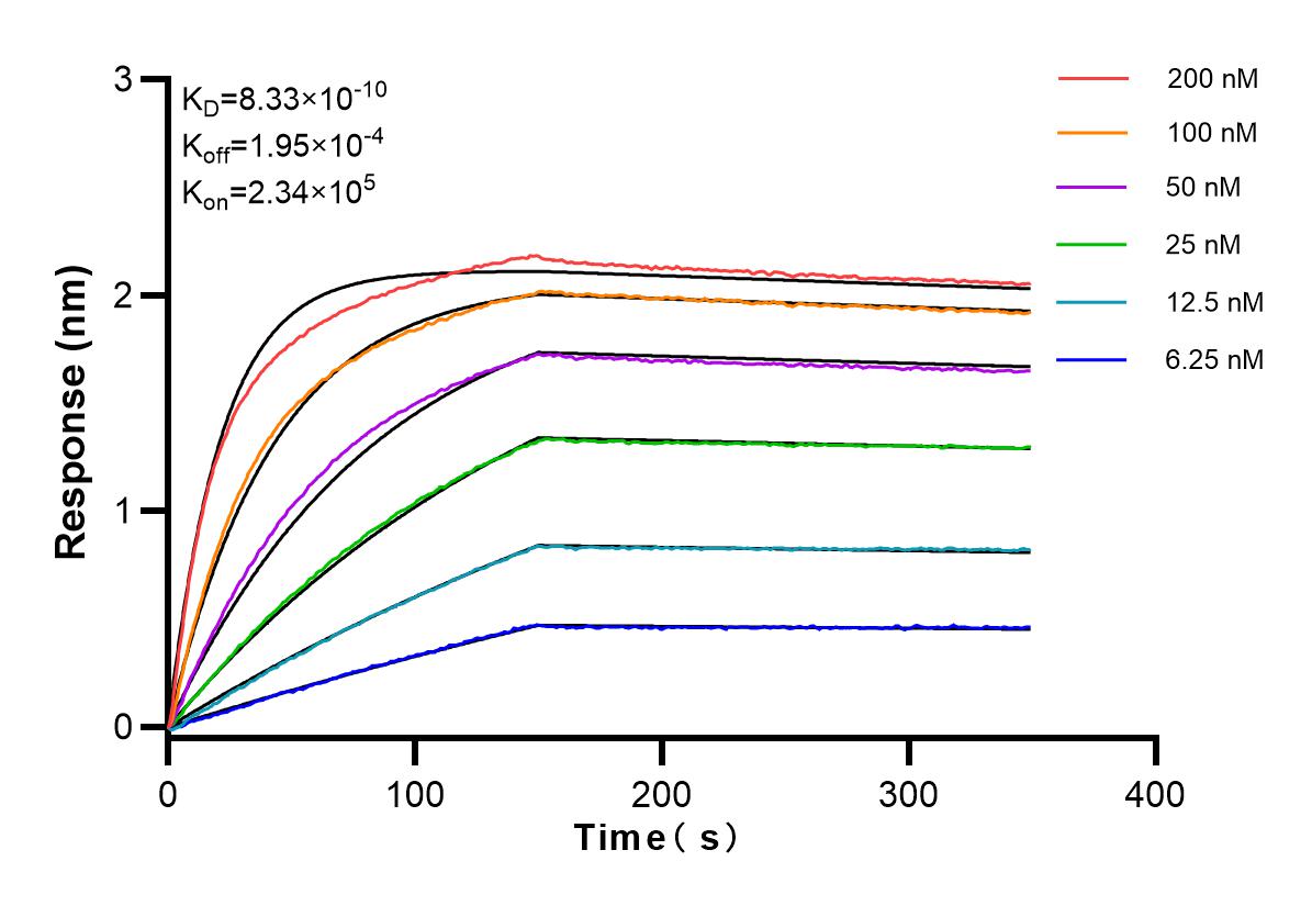 Affinity and Kinetic Characterization of 83883-2-RR