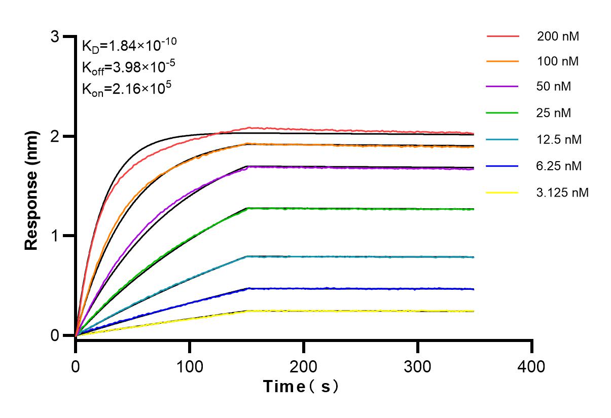 Affinity and Kinetic Characterization of 83883-5-RR