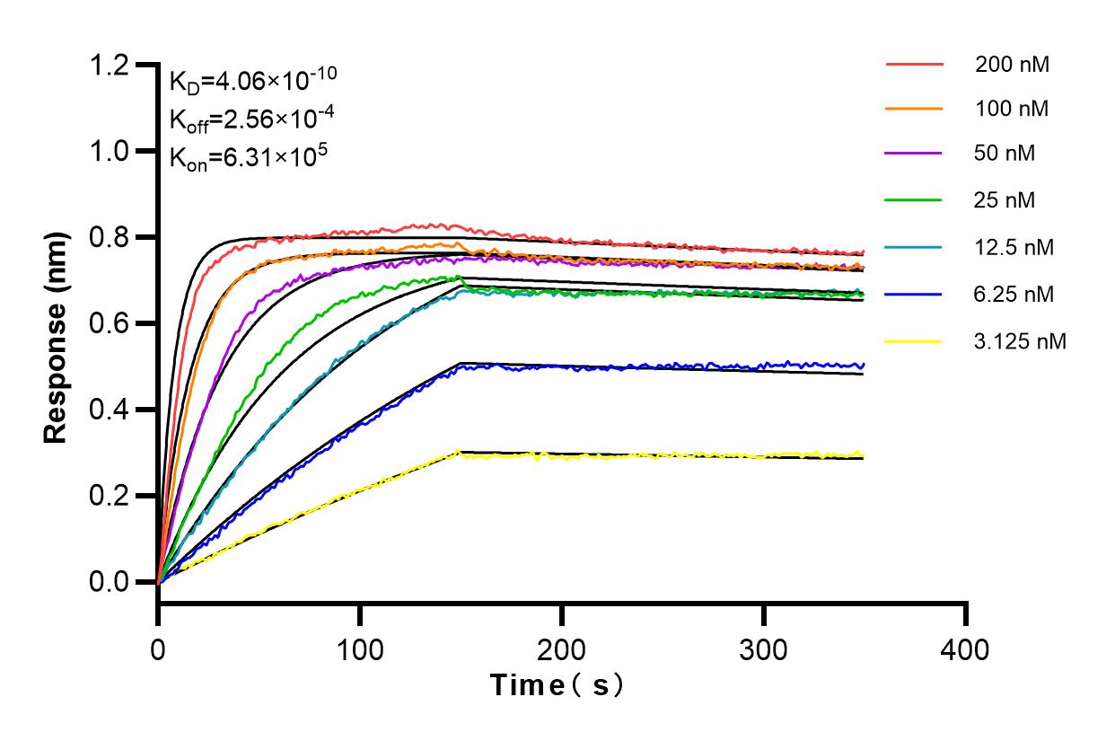 Affinity and Kinetic Characterization of 83884-3-RR