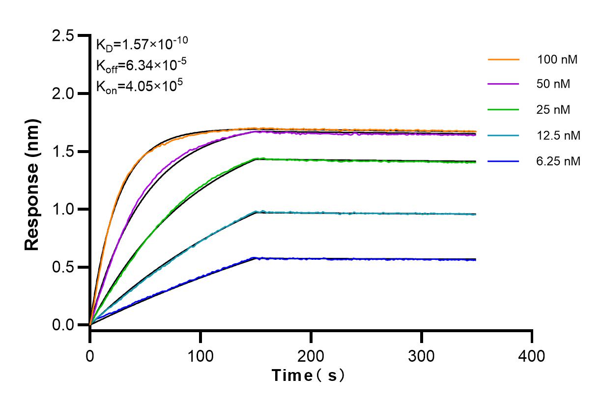 Affinity and Kinetic Characterization of 83891-6-RR