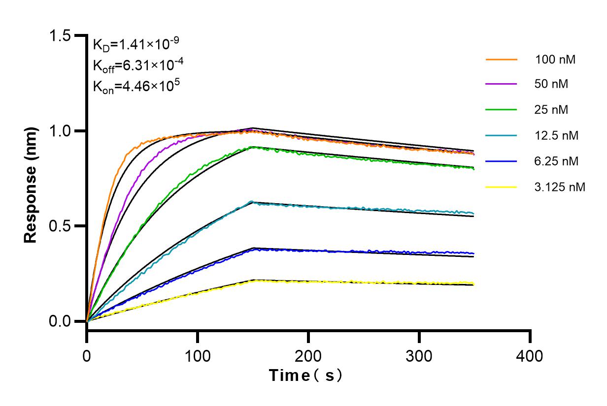 Affinity and Kinetic Characterization of 83894-1-RR