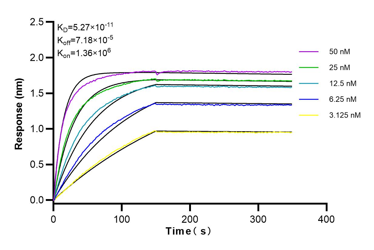 Affinity and Kinetic Characterization of 83898-1-RR