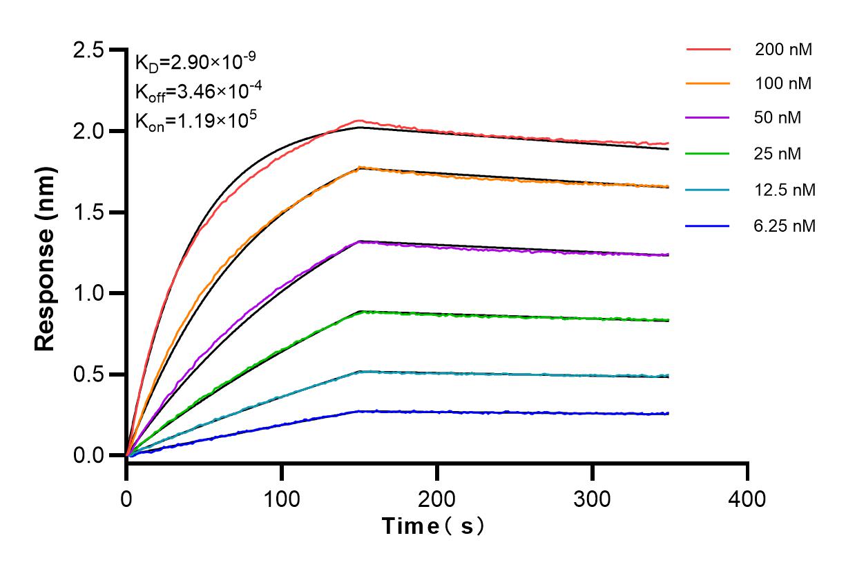 Affinity and Kinetic Characterization of 83899-2-RR