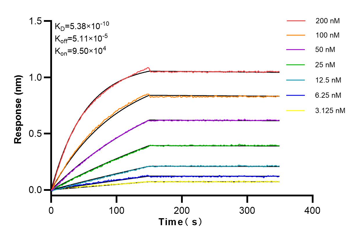 Affinity and Kinetic Characterization of 83901-3-RR