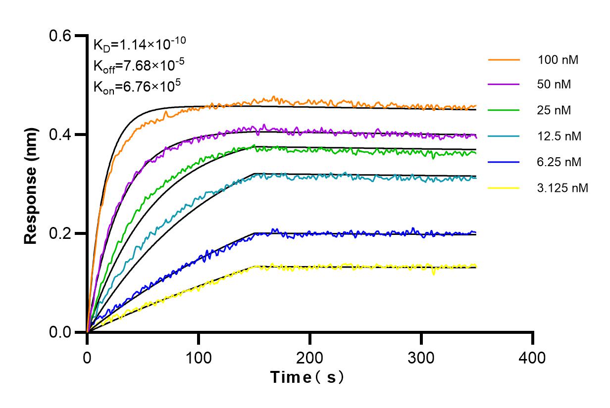 Affinity and Kinetic Characterization of 83902-7-RR