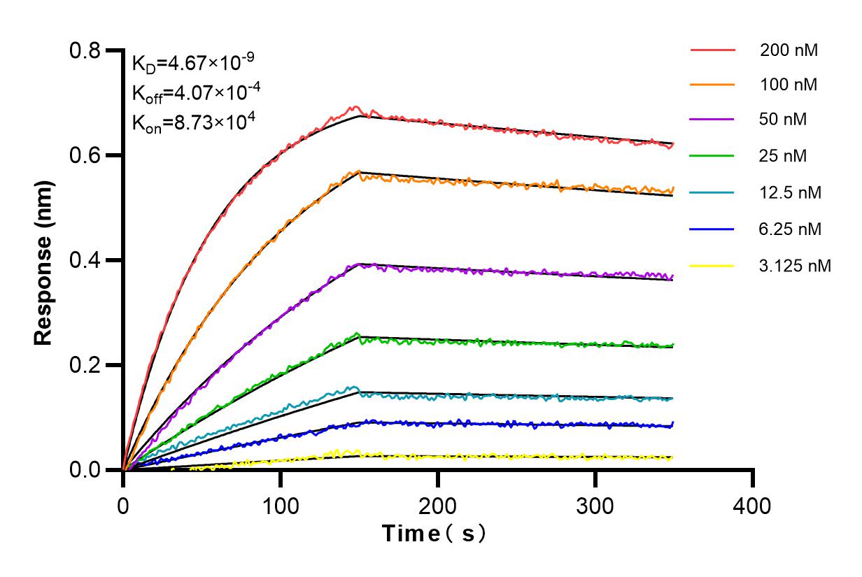 Affinity and Kinetic Characterization of 83910-5-RR