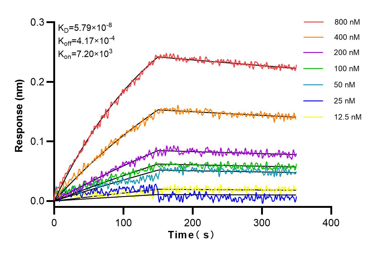 Affinity and Kinetic Characterization of 83919-4-RR