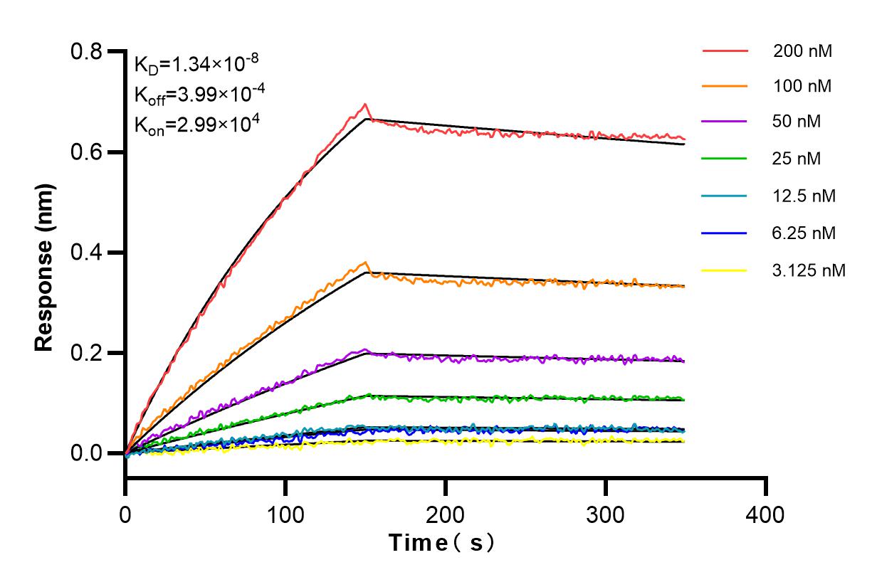 Affinity and Kinetic Characterization of 83929-1-RR