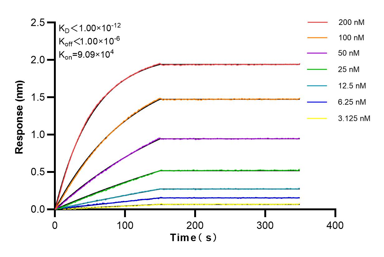 Affinity and Kinetic Characterization of 83937-3-RR