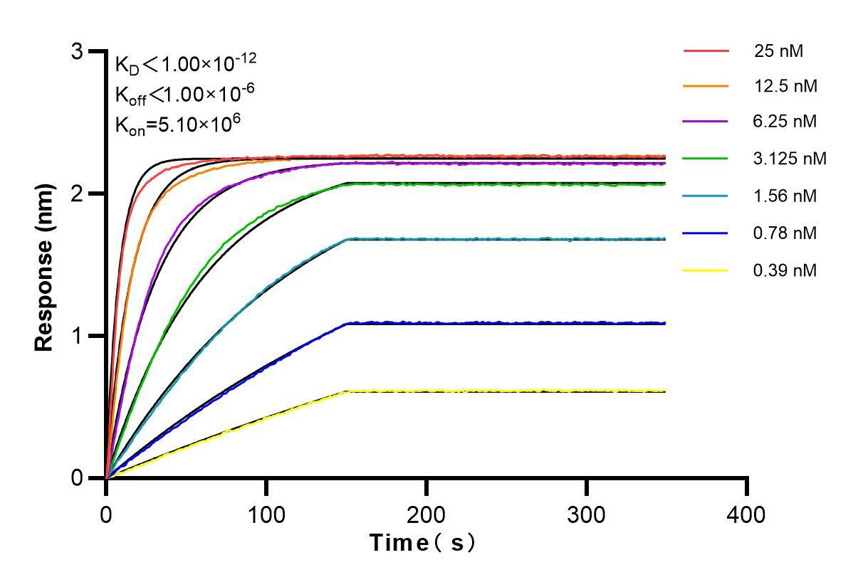 Affinity and Kinetic Characterization of 83944-1-RR