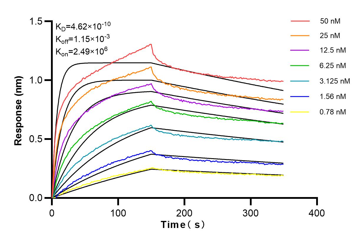 Affinity and Kinetic Characterization of 83944-2-RR