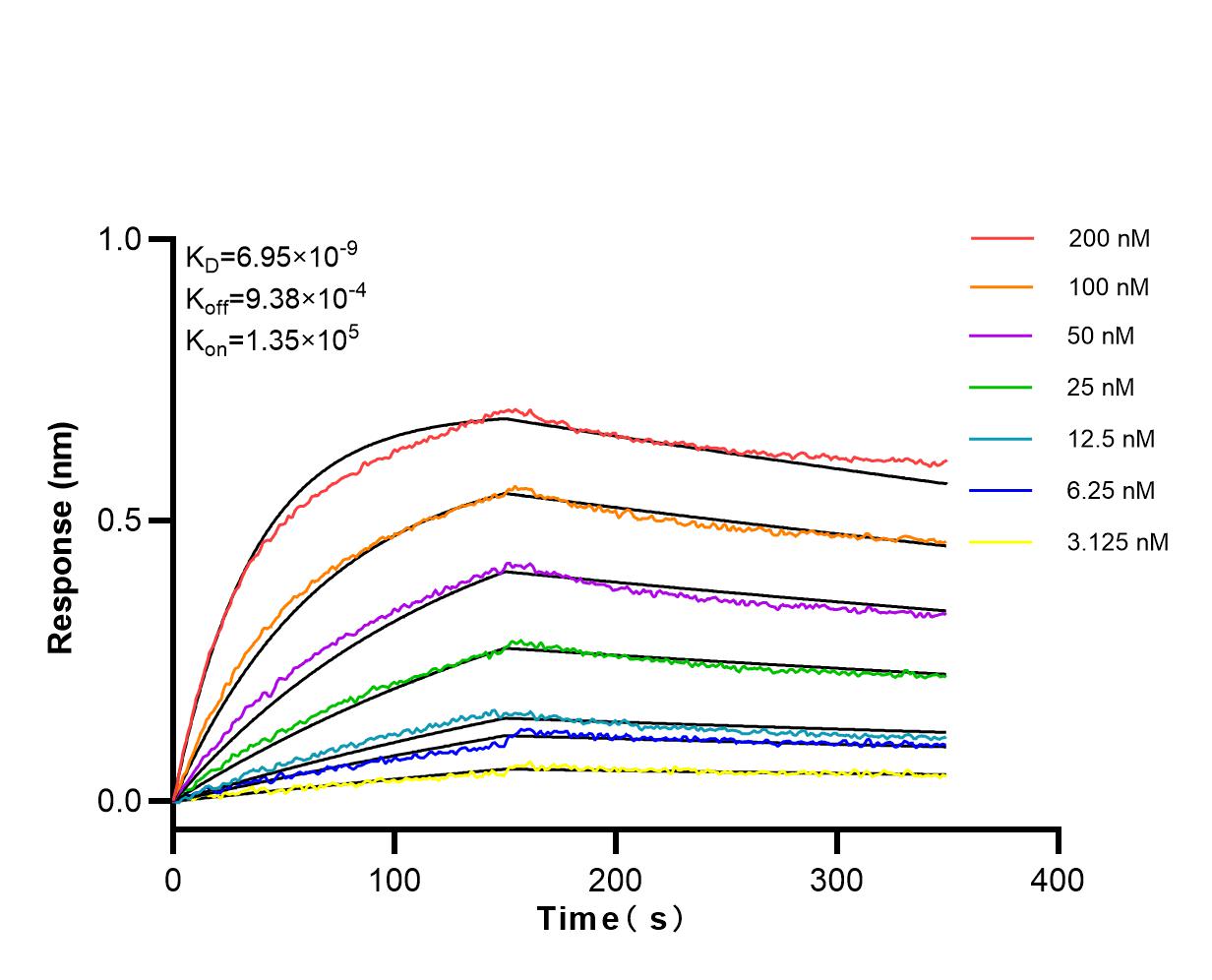 Affinity and Kinetic Characterization of 83958-3-RR