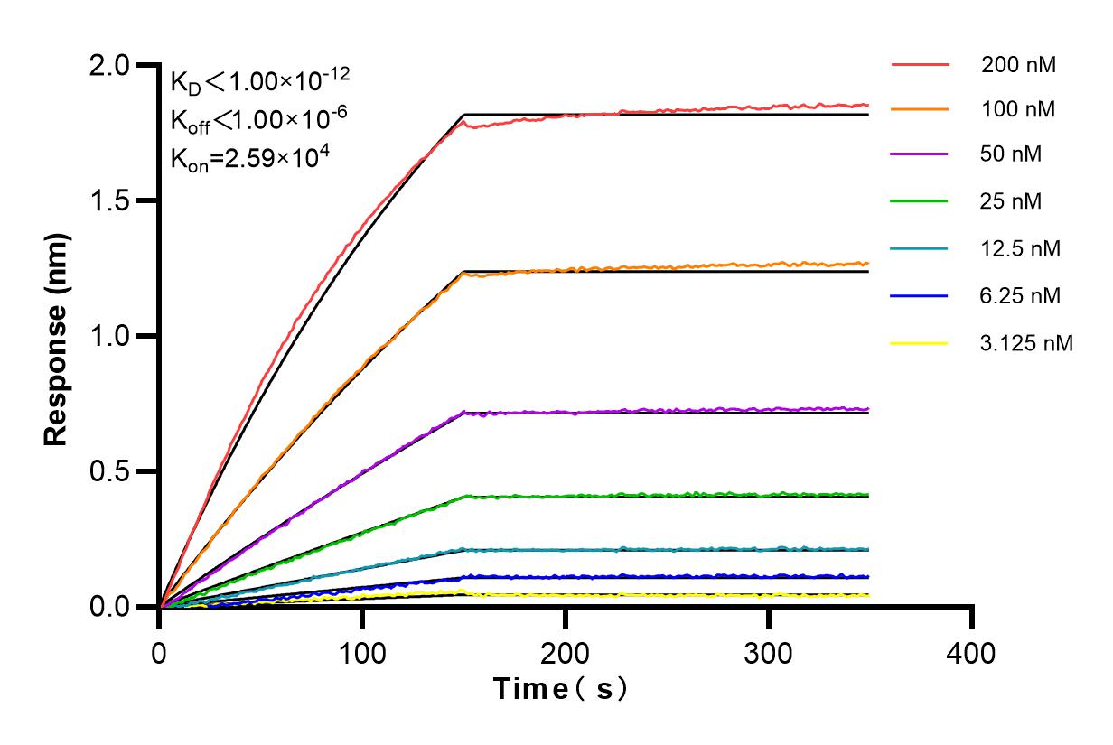 Affinity and Kinetic Characterization of 83961-1-RR