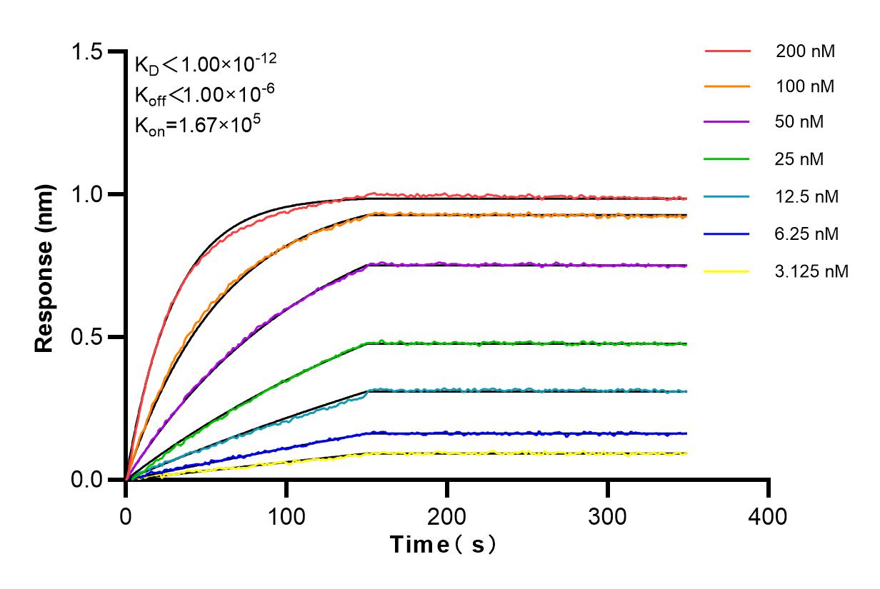 Affinity and Kinetic Characterization of 83968-5-RR