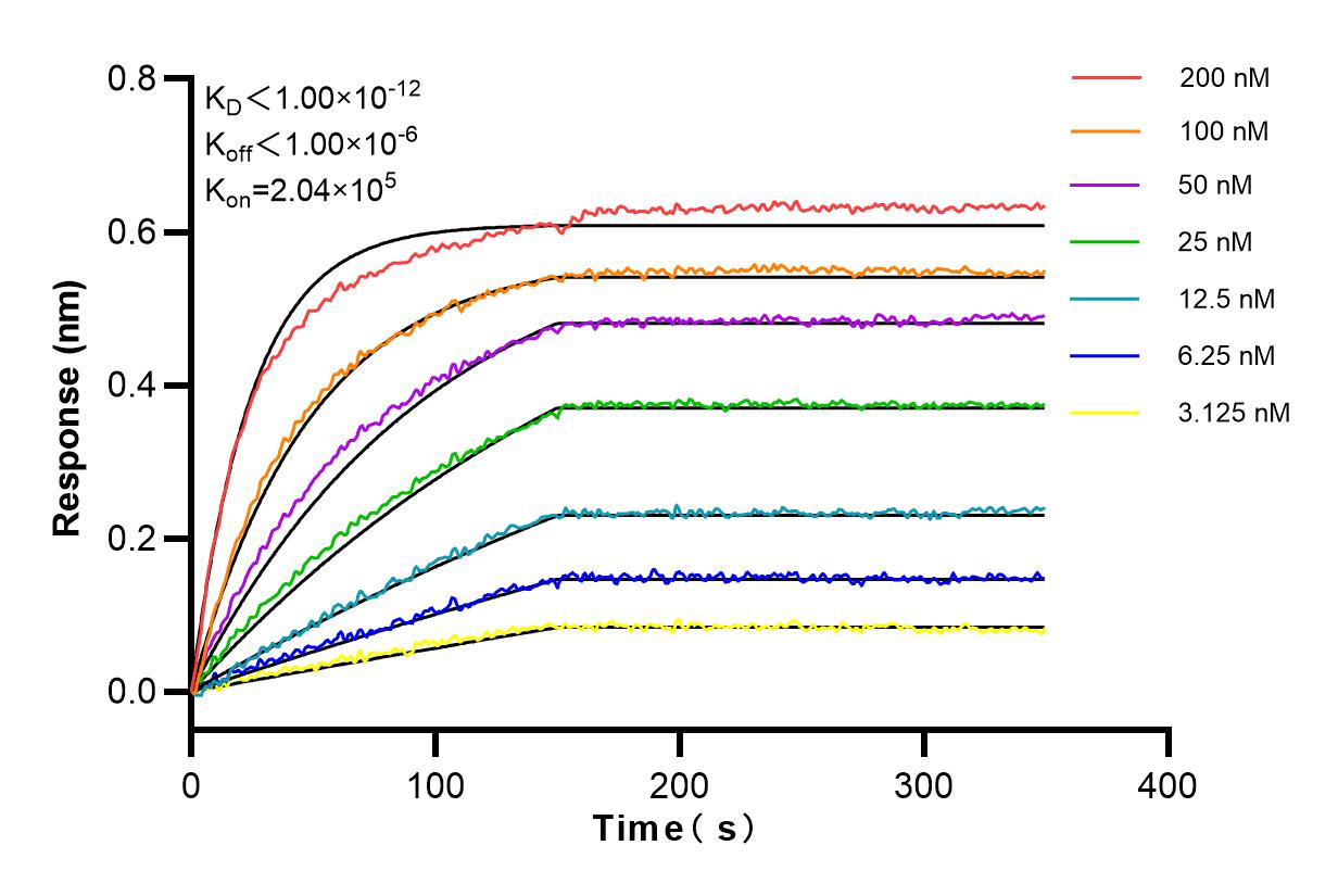 Affinity and Kinetic Characterization of 83974-2-RR