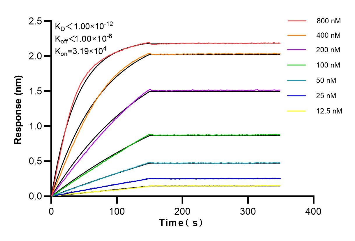 Affinity and Kinetic Characterization of 83982-2-RR