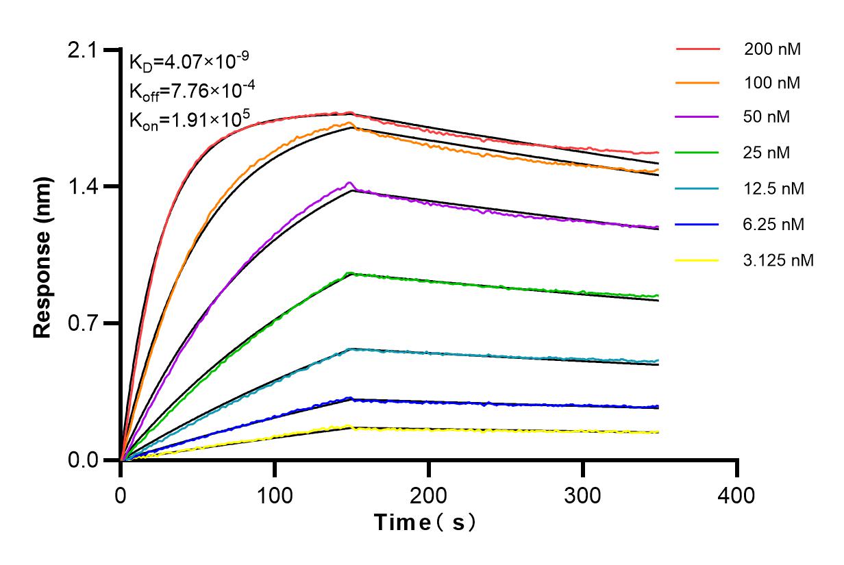 Affinity and Kinetic Characterization of 83988-4-RR